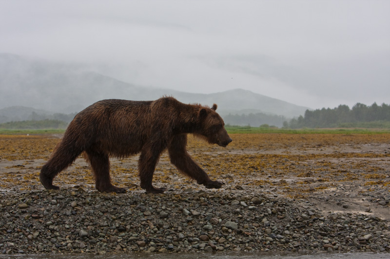 Grizzly Bear In Rain